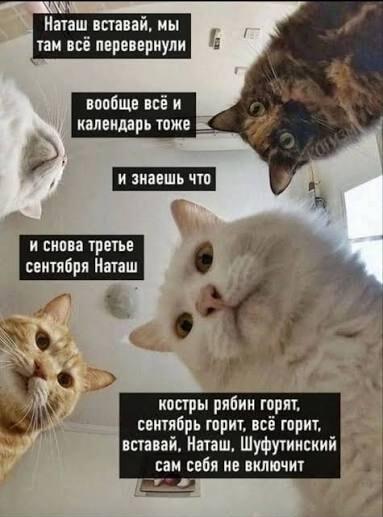 Коты будят Наташу: снова 3 сентября, Шуфутинский сам себя не включит!