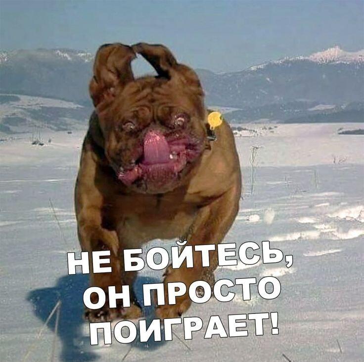 Не бойтесь, он просто поиграет! Самый милый щеночек