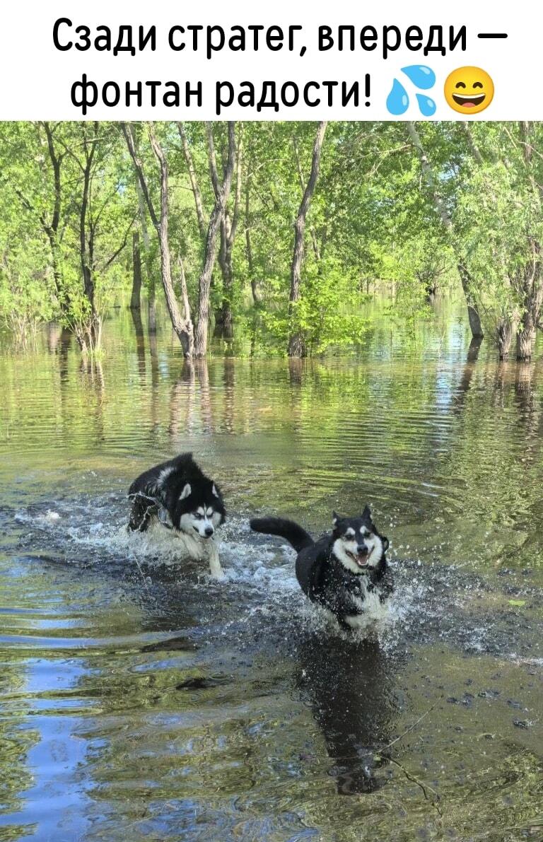 Хаски в воде: стратег сзади, фонтан радости впереди!