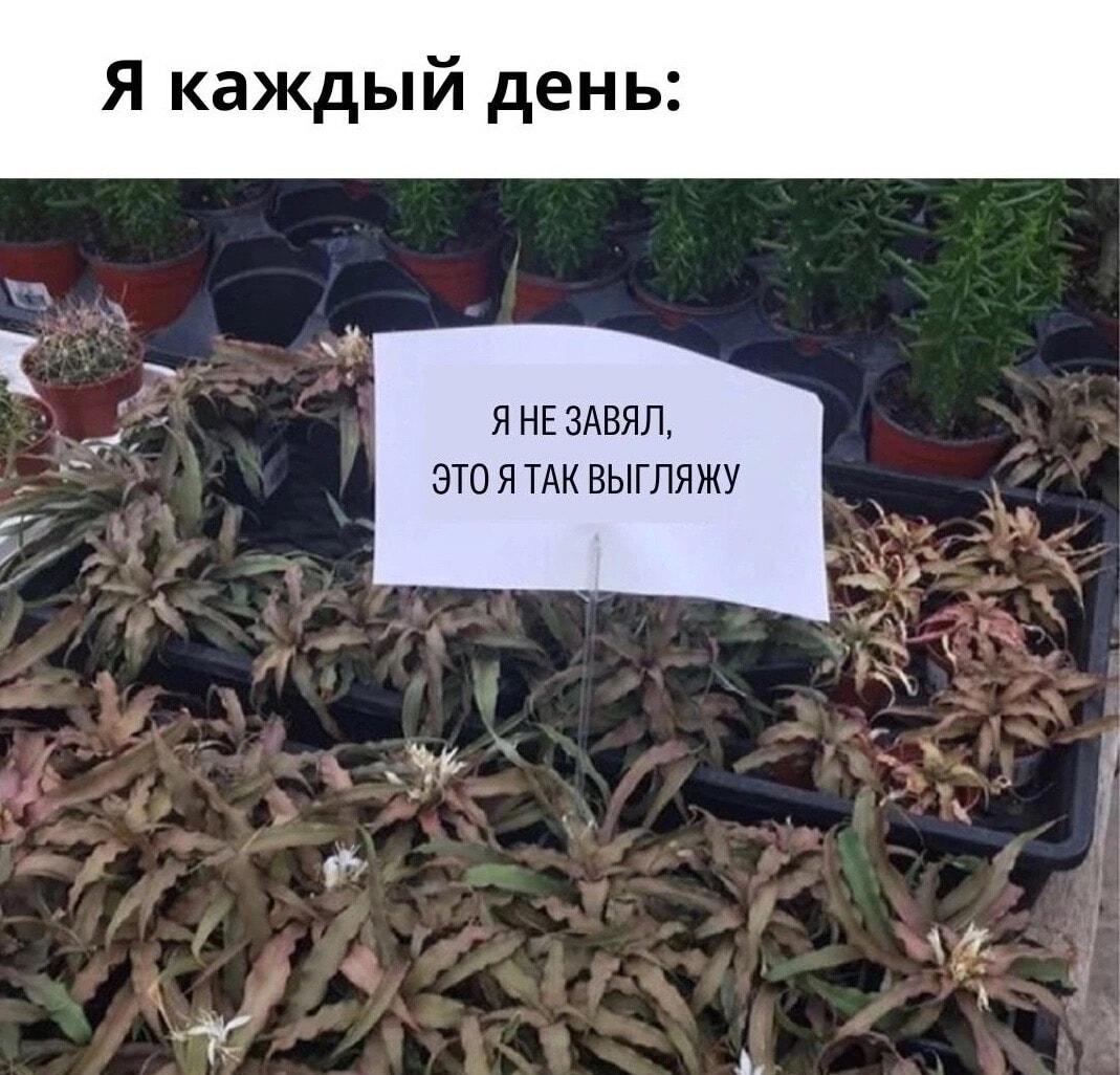 Я не завял, это я так выгляжу: мем про ежедневное состояние