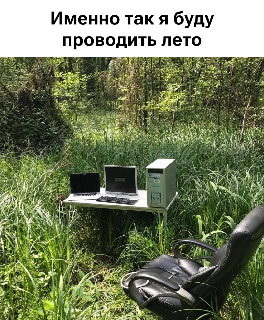 Лето 2024: мой офис переехал в лес. Природа зовет!