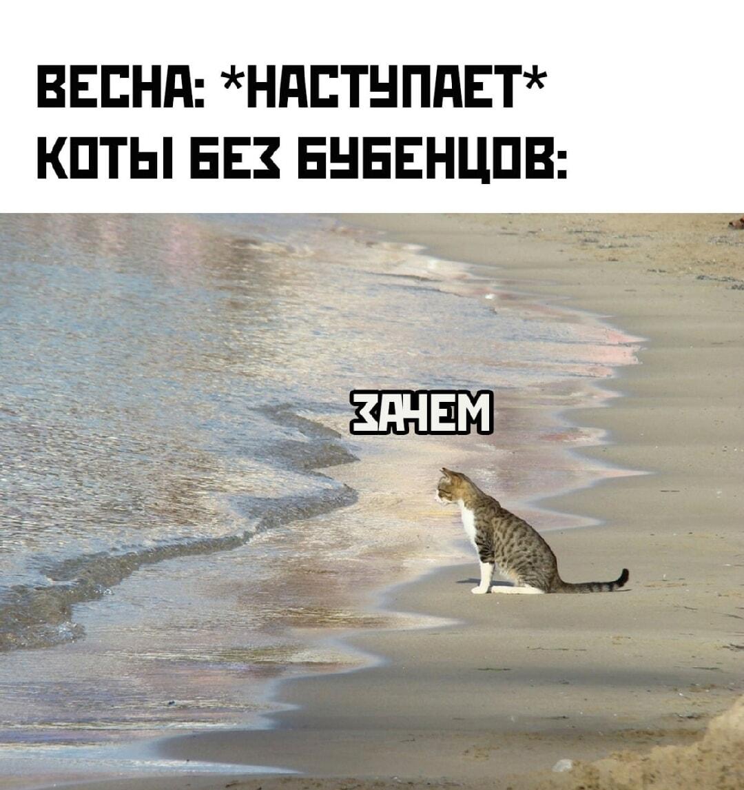 Весна наступает, а бубенцов нет: кот спрашивает – зачем?