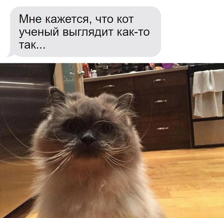 Кот-учёный на минималках: когда усы заменяют очки!