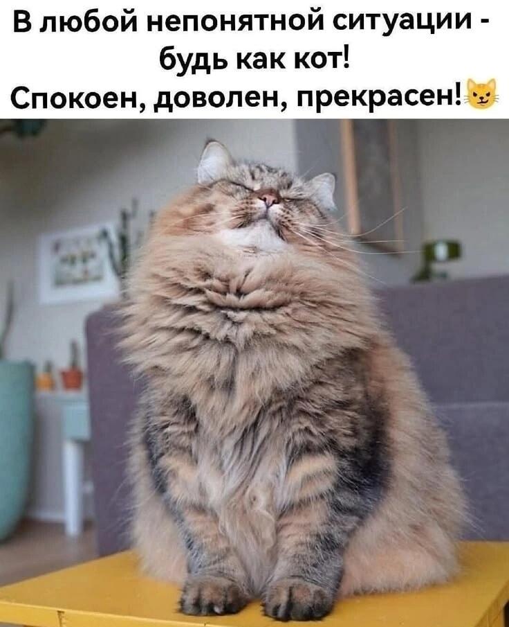 В любой непонятной ситуации: просто будь как этот довольный кот!