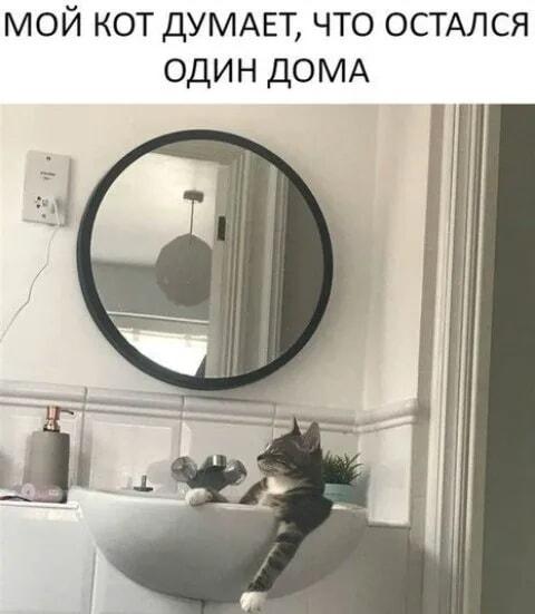 Мой кот: режим «один дома» активирован! Что он вытворяет?