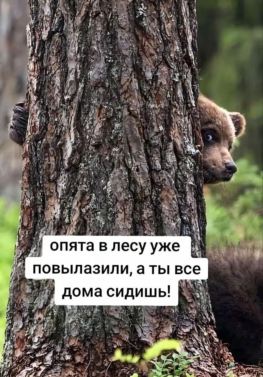 Медведь напоминает: опята уже в лесу, а ты где?