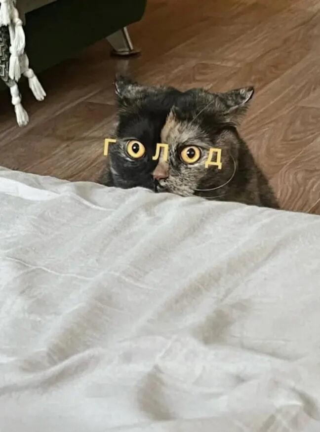 Когда твой кот реально ГОЛОД: взгляд, пронзающий душу!