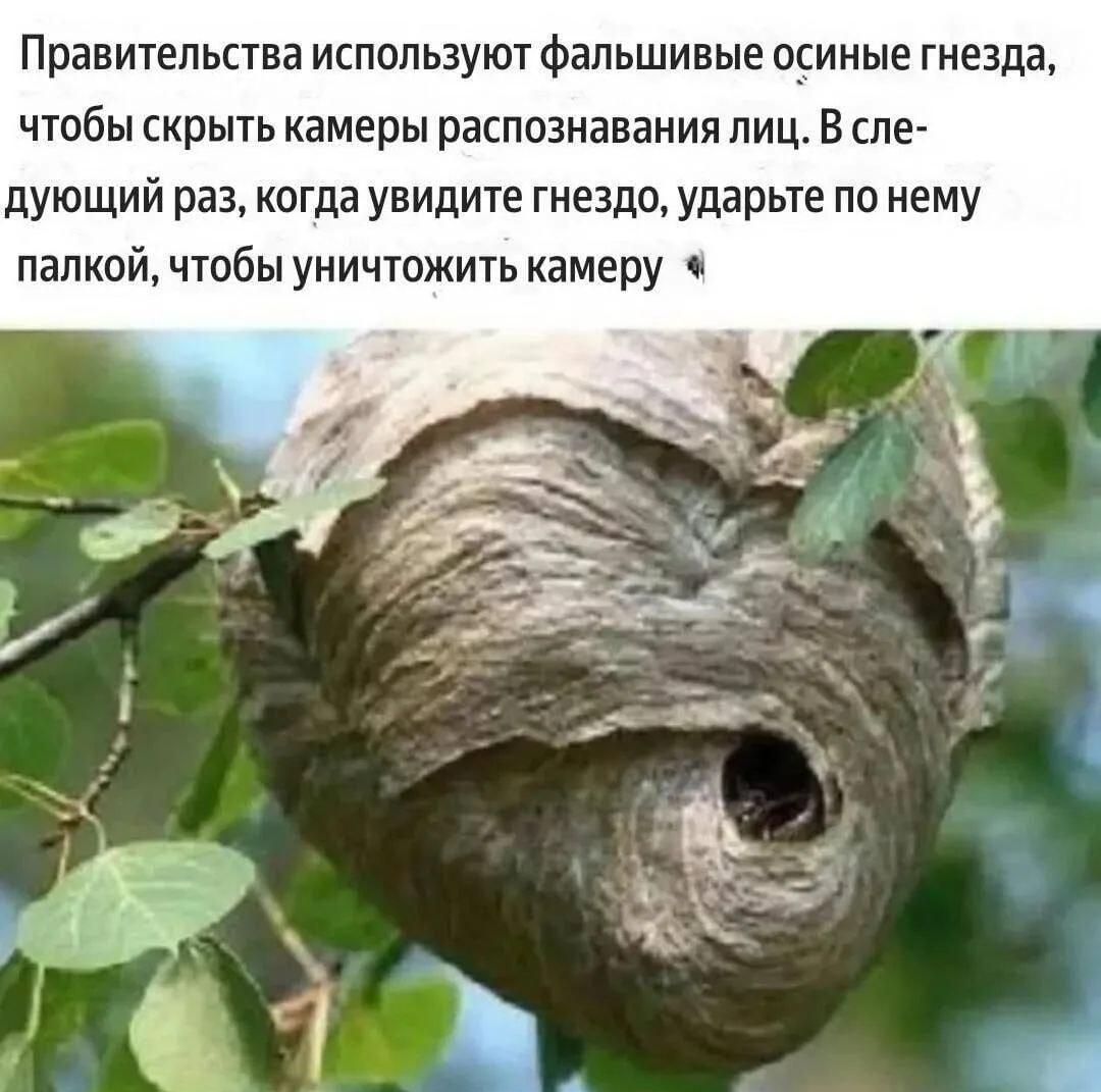 Осиные гнёзда: Разоблачение камер слежения и план сопротивления!