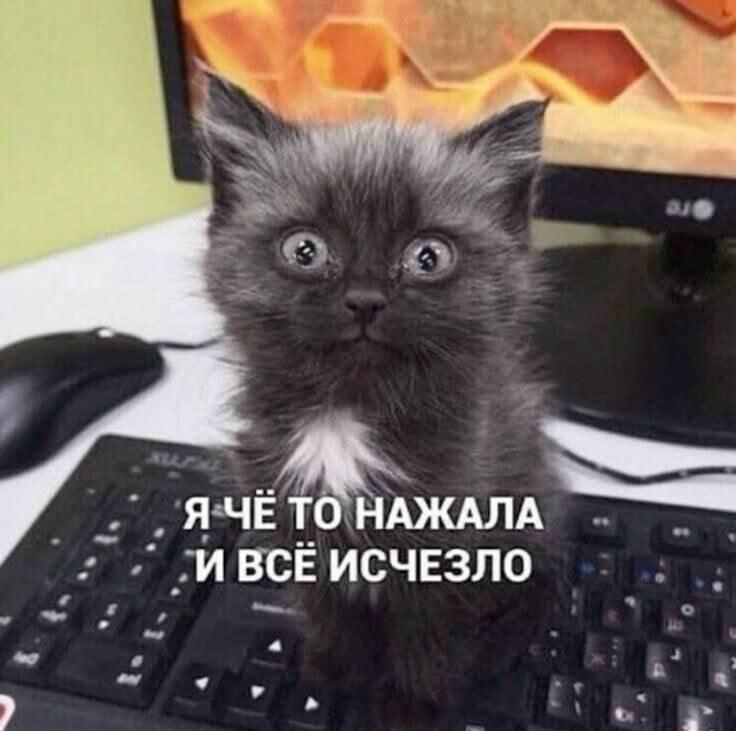 Паника на районе: котёнок нажал кнопку и всё пропало!