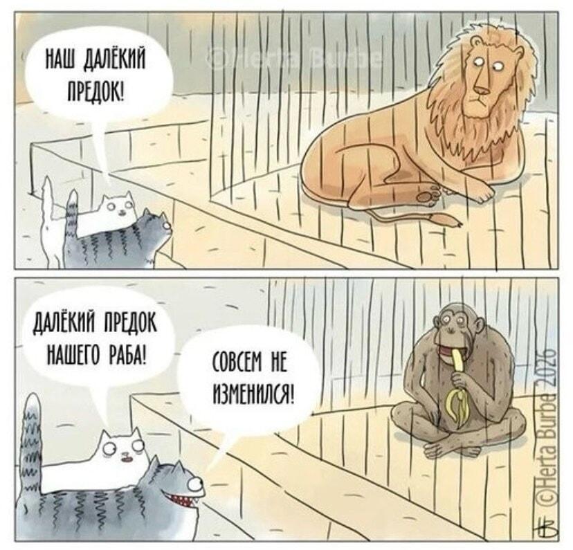 Коты в зоопарке: Наши предки — львы, а 