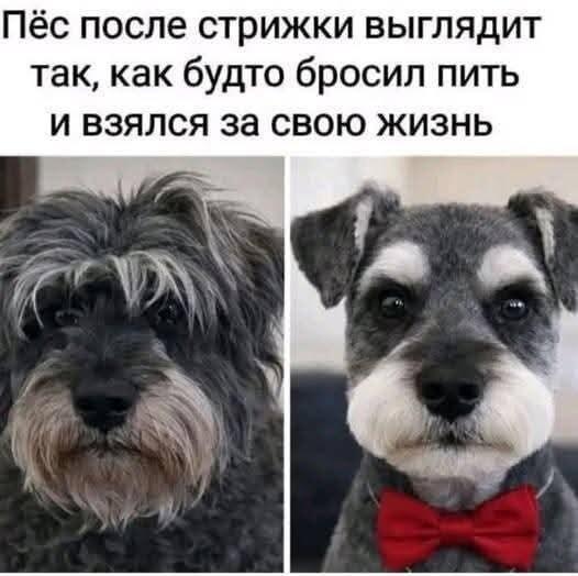 Преображение года: как стрижка меняет жизнь пса до неузнаваемости!