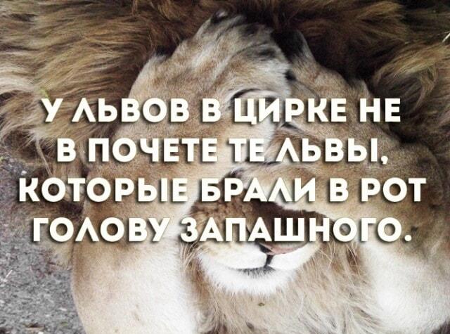 Вот почему не все львы Запашных в цирке в почете!