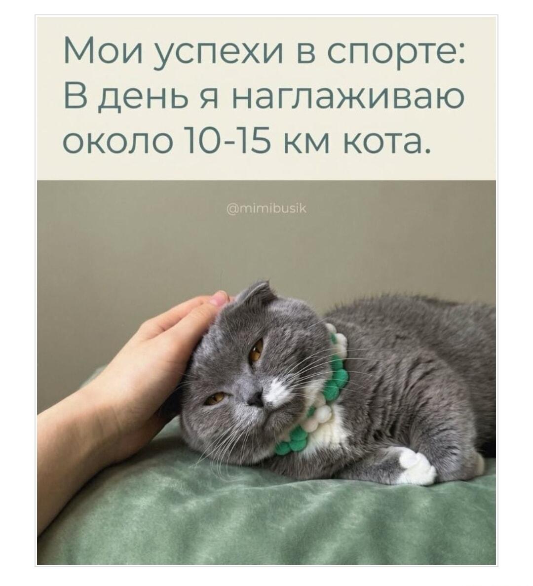 Мои спортивные достижения: глажу кота на километры каждый день!