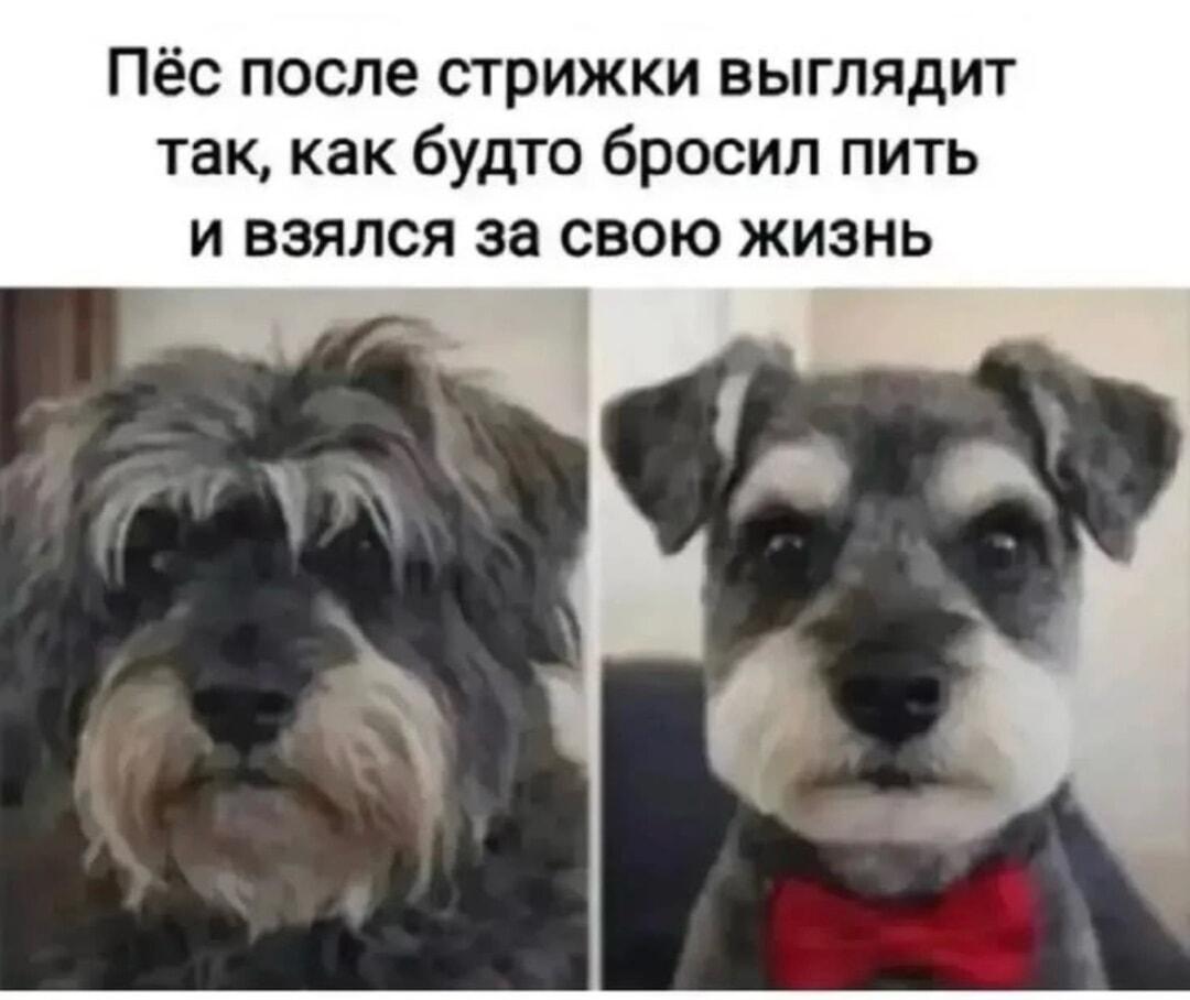 Пёс после стрижки: бросил пить и взялся за свою жизнь!