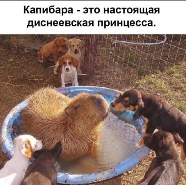 Капибара – настоящая диснеевская принцесса: щенки подтверждают!