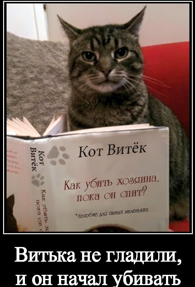 Кот Витёк: когда хозяин забыл погладить, а мстя близко!