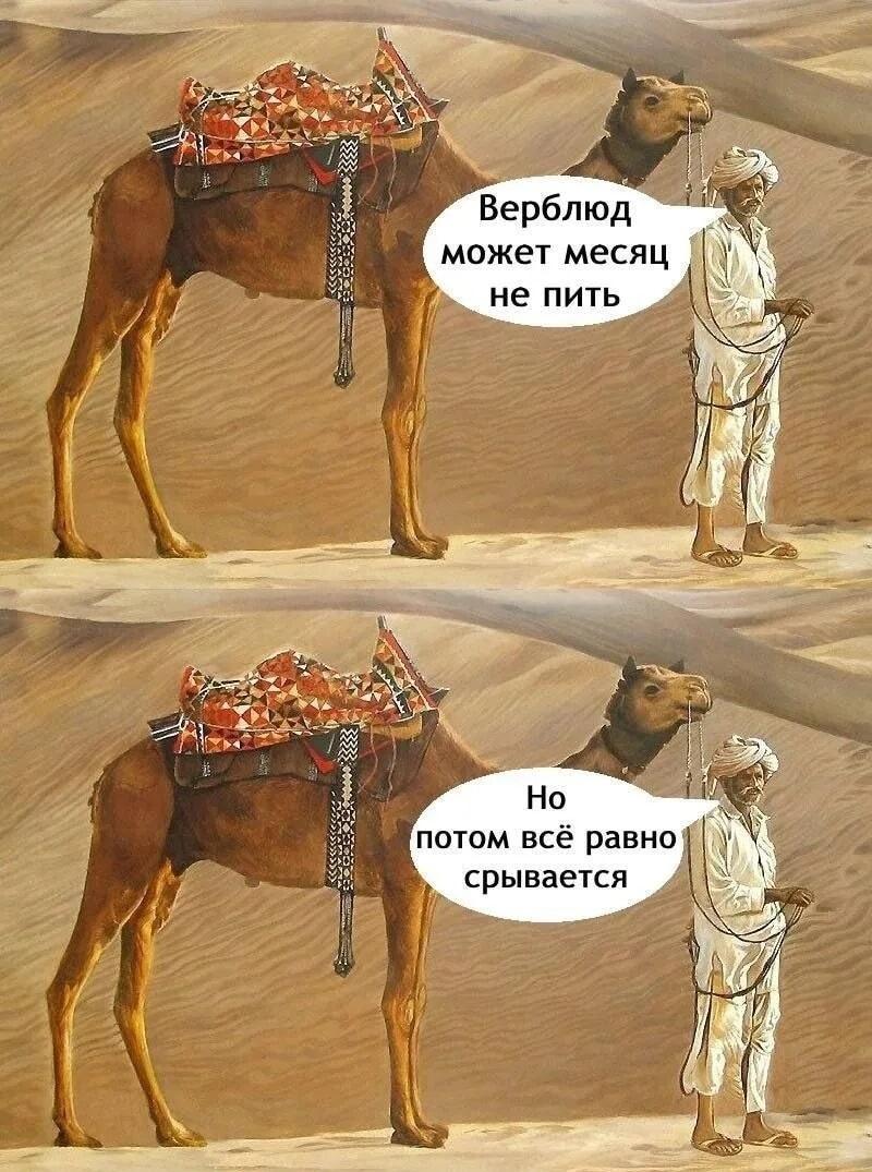 Верблюд месяц не пил, но потом сорвался: жизненный мем!
