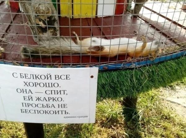 Белка показала, как надо отдыхать в жару: не будите спящую!