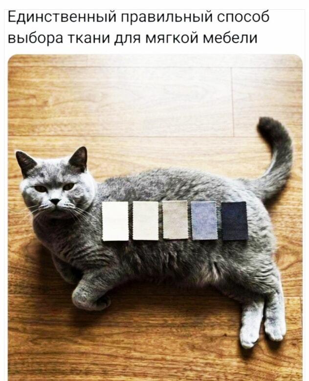 Кот-колорист: вот как реально выбрать ткань для дивана!