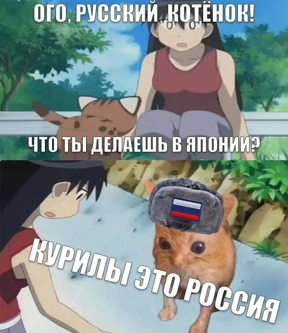 Русский котёнок в ушанке: Курилы – это Россия! 😼