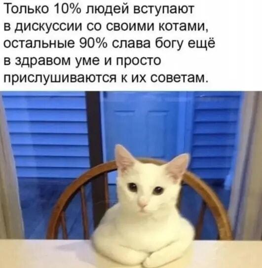 Кот-советчик: 90% людей слушаются своих пушистых мудрецов!
