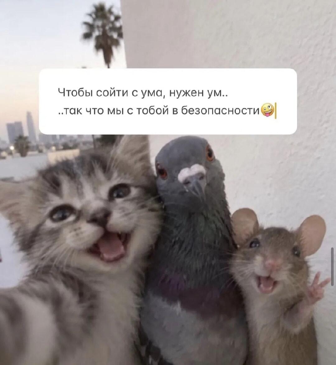 Чтобы не сойти с ума, просто будь как эти милые звери!