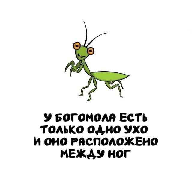 Богомол: одно ухо, и то между ног! Шок-факт!