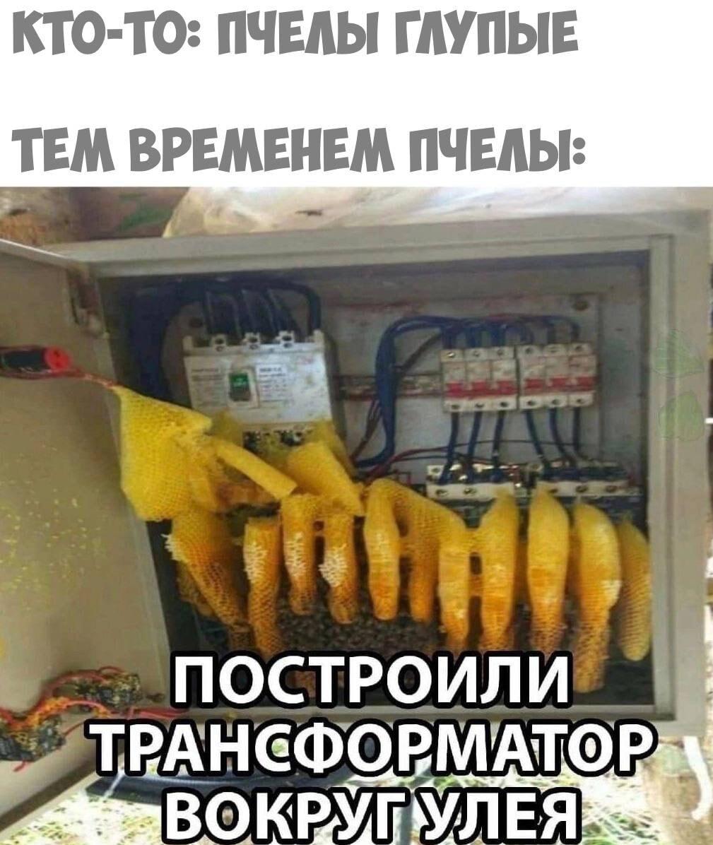 Пчёлы-инженеры: построили улей в трансформаторе!