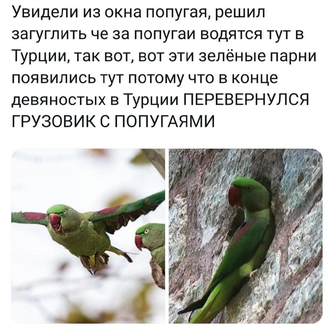 Турецкие попугаи: история с перевернувшимся грузовиком, которая удивит всех