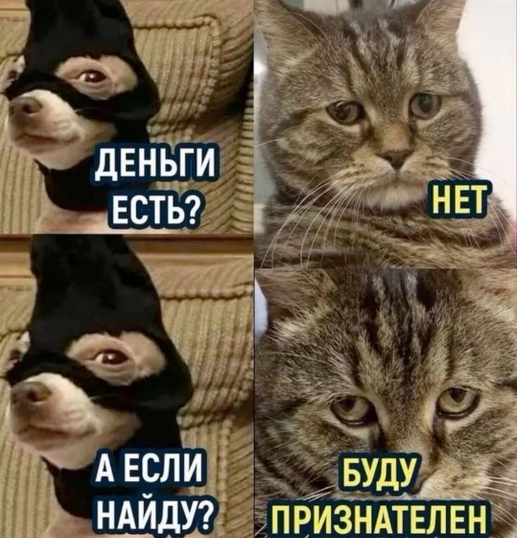 Когда просишь денег, а их нет: гениальный ответ кота!