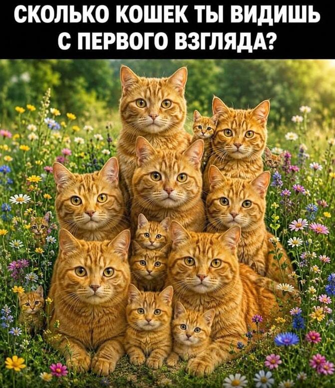 Сколько кошек на фото? Проверь свою внимательность!