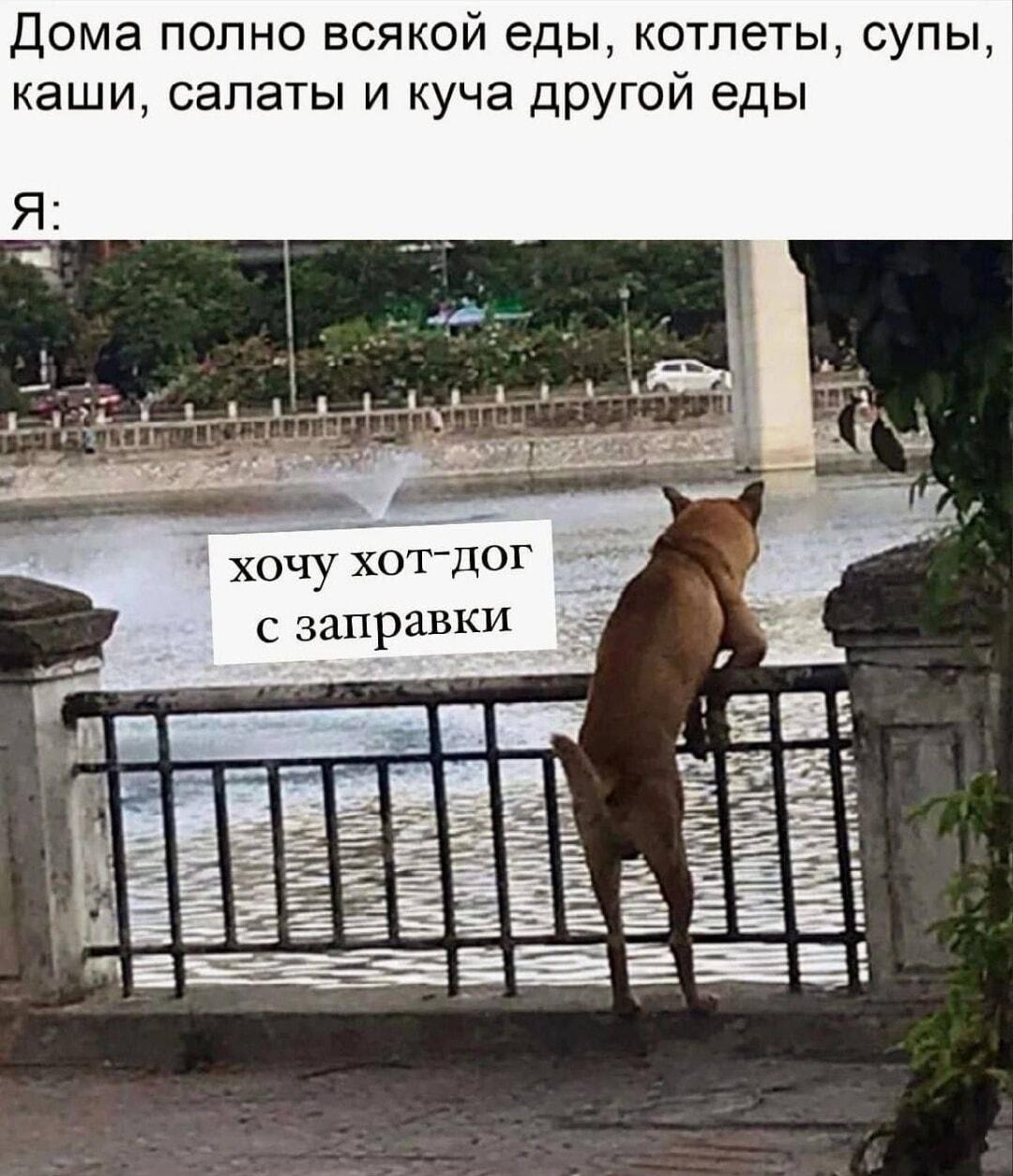Когда дома полно еды, а тебе нужен хот-дог с заправки