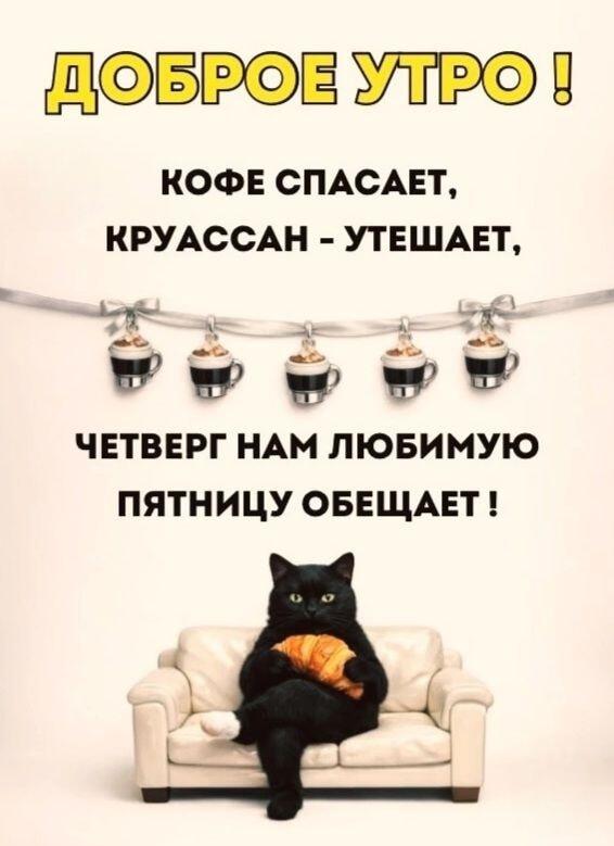 Утро четверга: когда кот уже ждет пятницу с кофе и круассаном