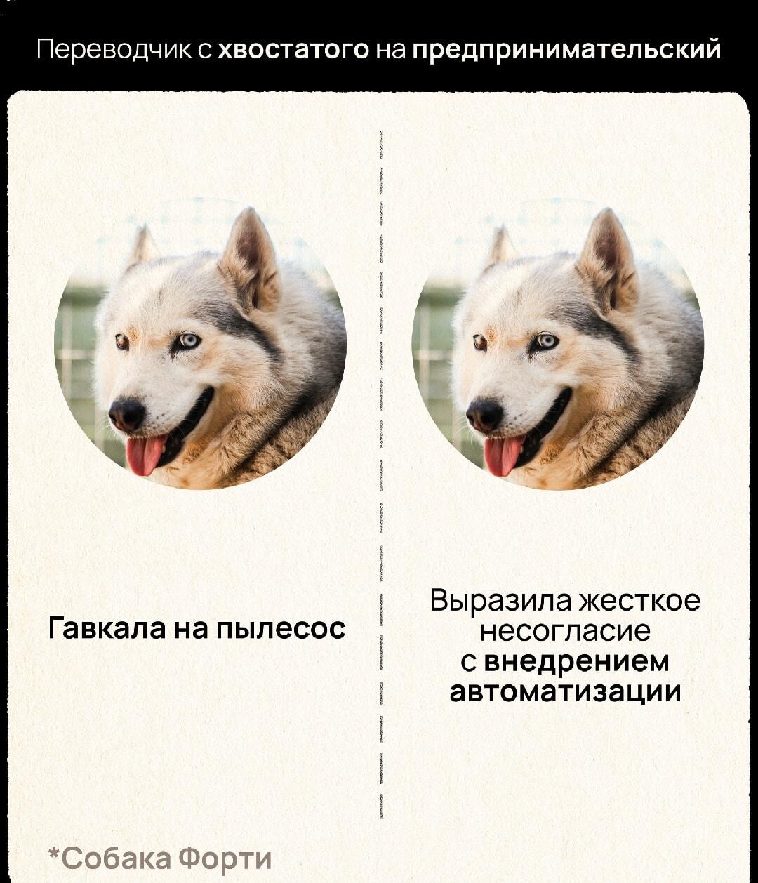 Собака Форти: как перевести лай на язык бизнес-отчета