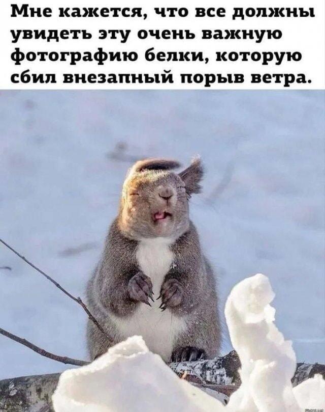 Когда тебя сдувает ветром: белка показывает, как это бывает