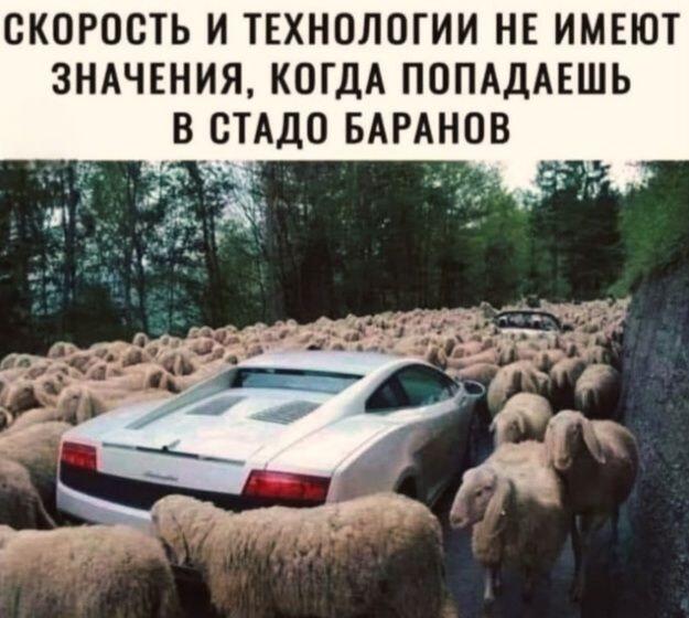 Ламборгини против баранов: когда скорость и технологии бессильны