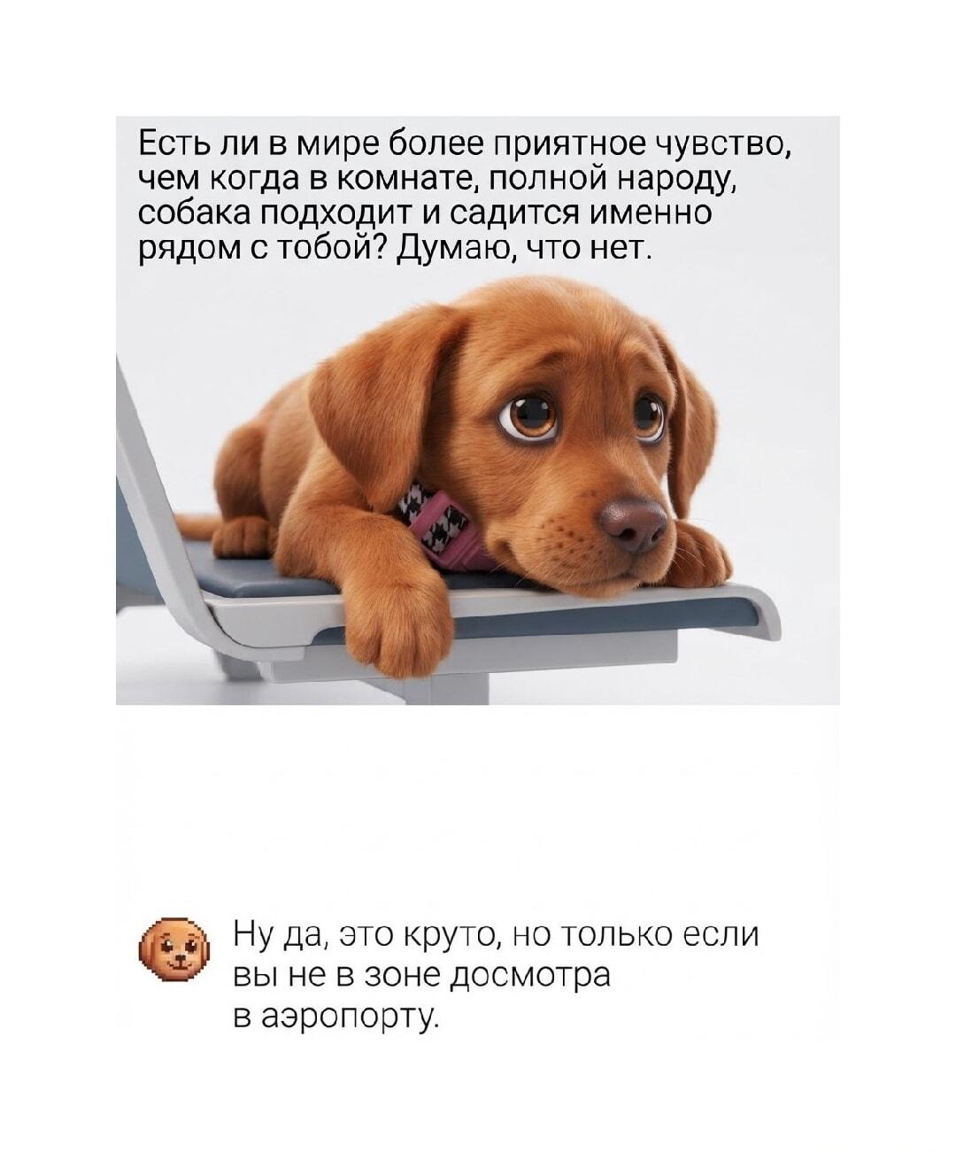 Пес выбрал тебя: милота или стресс в аэропорту?
