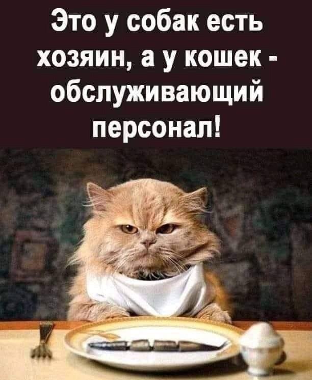 Почему кошки считают нас своим обслуживающим персоналом? Вся правда!