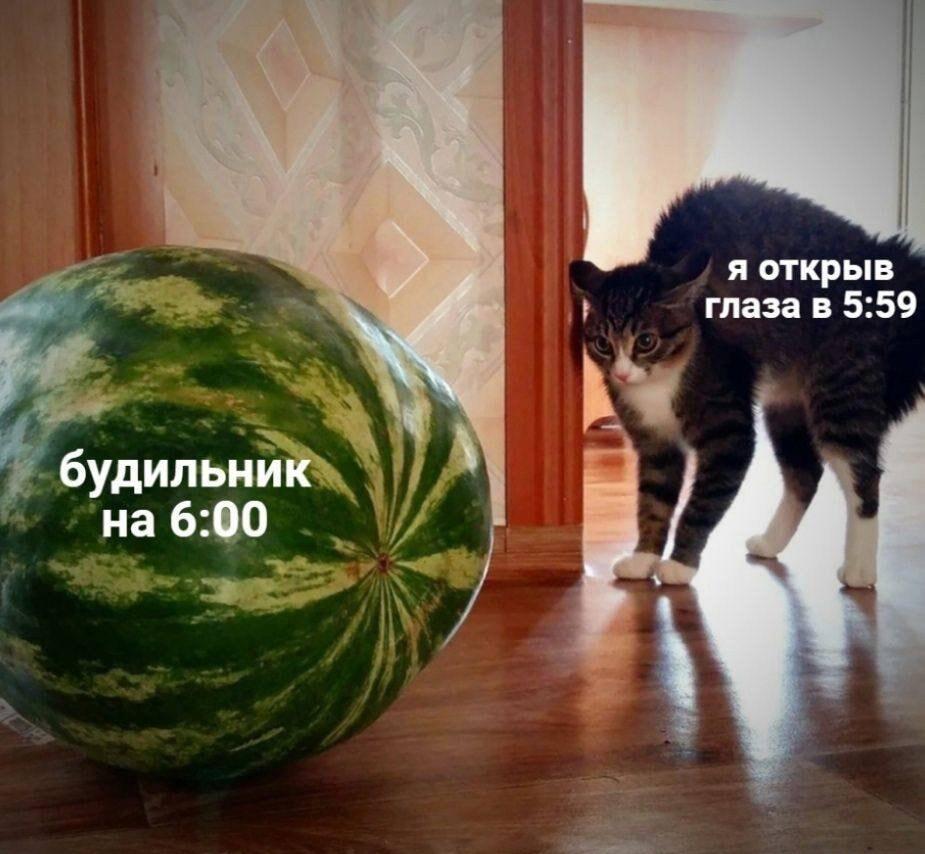 Будильник на 6:00: когда проснулся за минуту до звонка