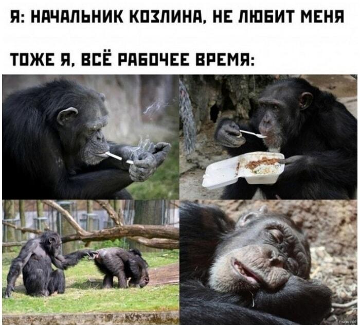 Начальник козлина? Смотри, как я работаю на расслабоне!