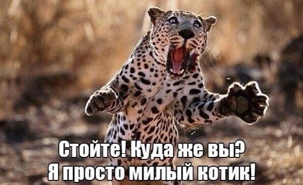 Когда спалился, но пытаешься отмазаться: Я просто котик!