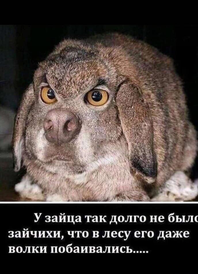 Грозный заяц: когда терпение лопнуло, и даже волки боятся!