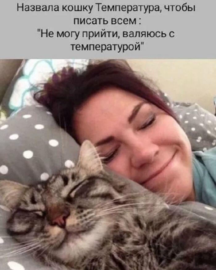 Идеальный отмаз: как кошка Температура спасет от любых планов!