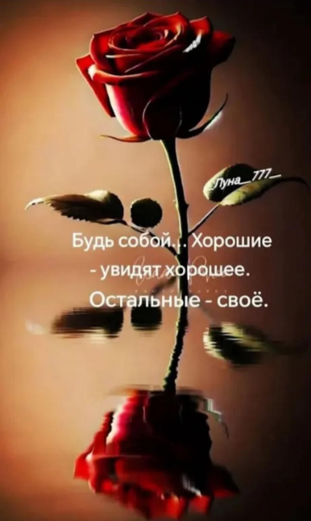 Когда мама прислала очередную мудрую цитату в Вотсап