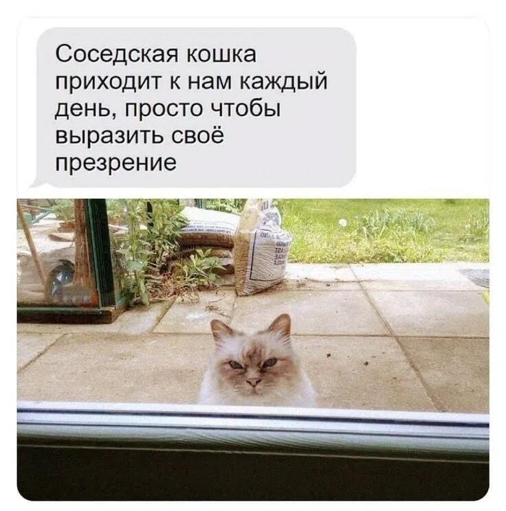 Соседская кошка приходит выразить презрение: идеальный мем про котов!
