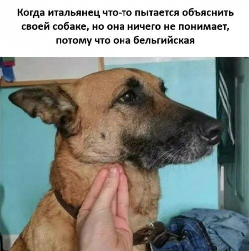 Итальянский диалог с бельгийской собакой: вот это непонимание!