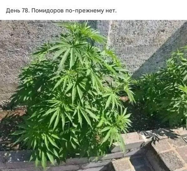 День 78: Помидоров нет, но урожай точно будет!
