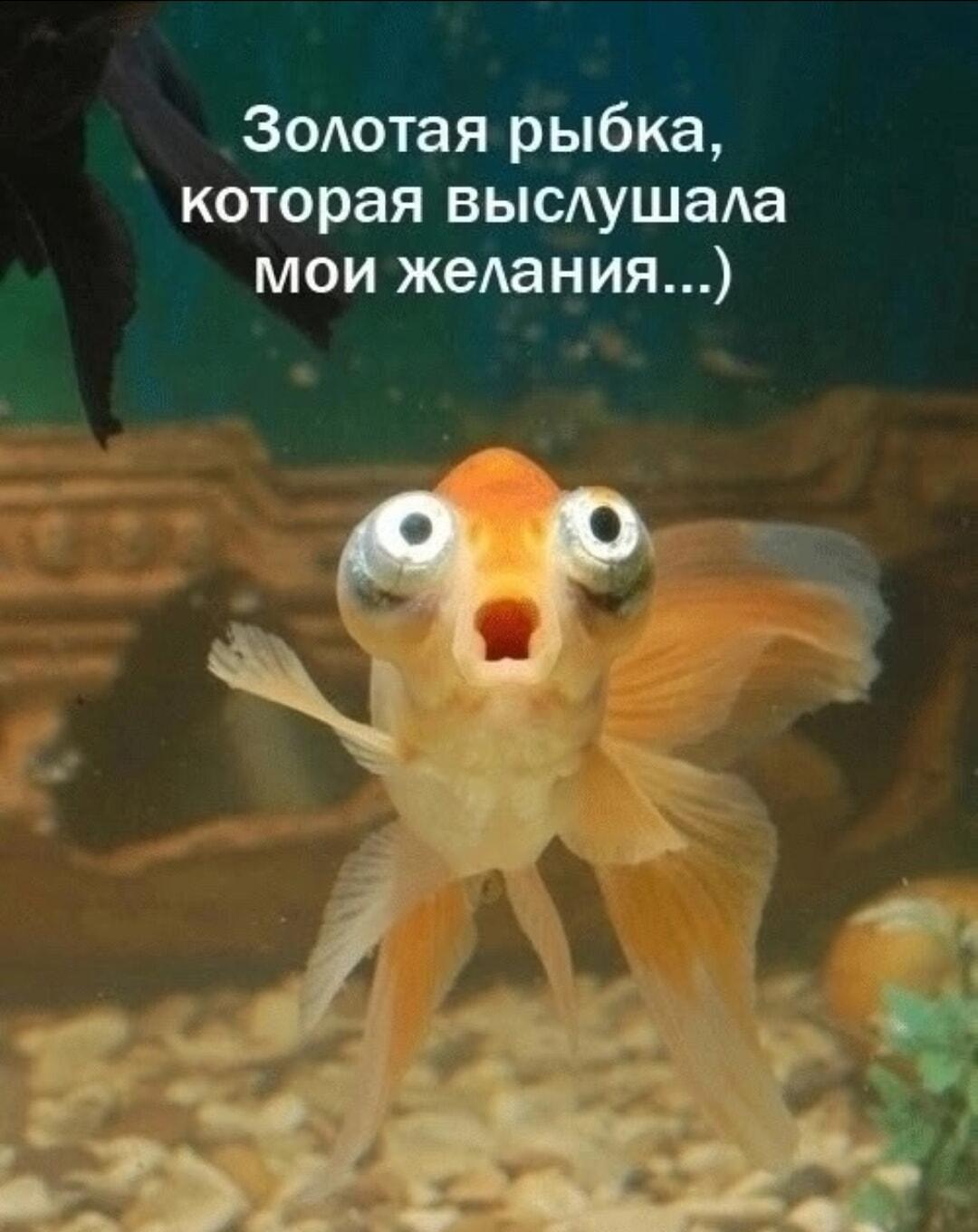 Золотая рыбка в шоке: мои желания сломали ей систему!