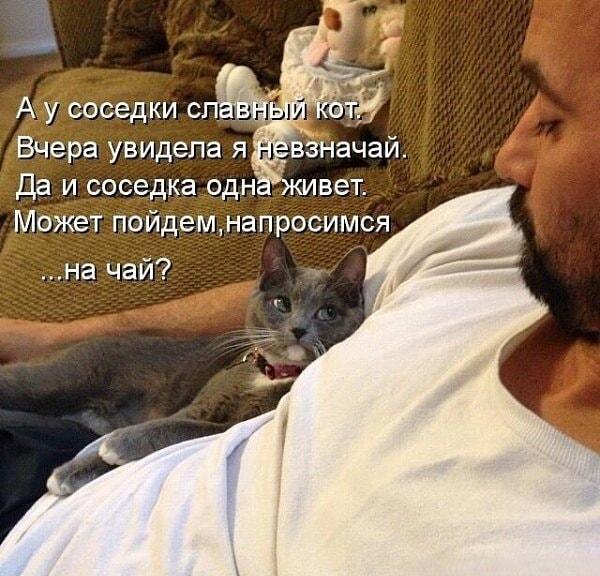 Кот-сваха: как питомец хозяина на чай к соседке отправил