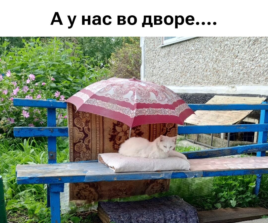 Кот-барин: летний чилл во дворе под зонтиком!
